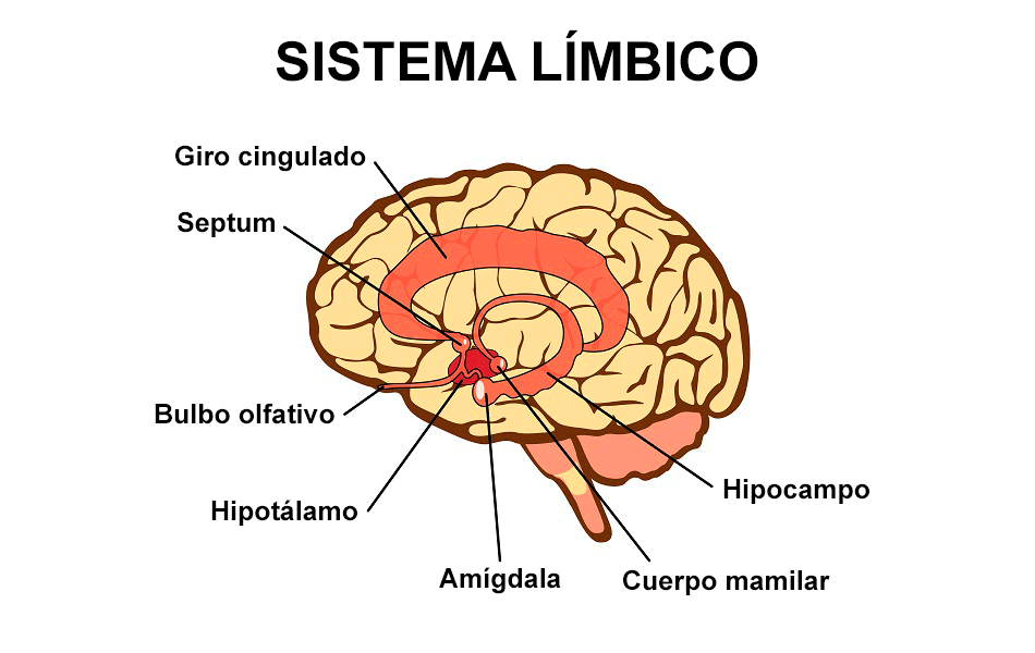 Reproducido de https://www.psicoactiva.com/blog/sistema-limbico-anatomia-memoria-emociones/, por Guerri, M (2024)
